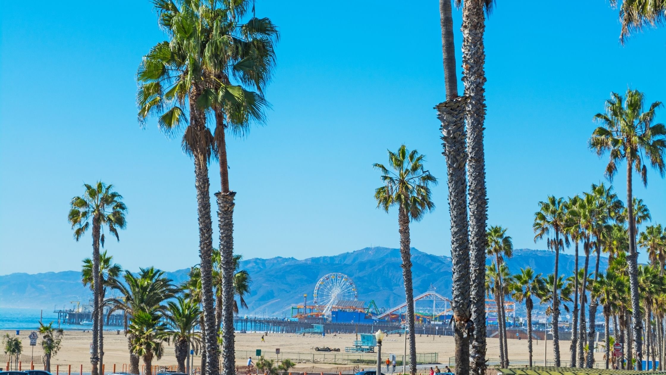 Palm trees in Santa Monica, beach view
