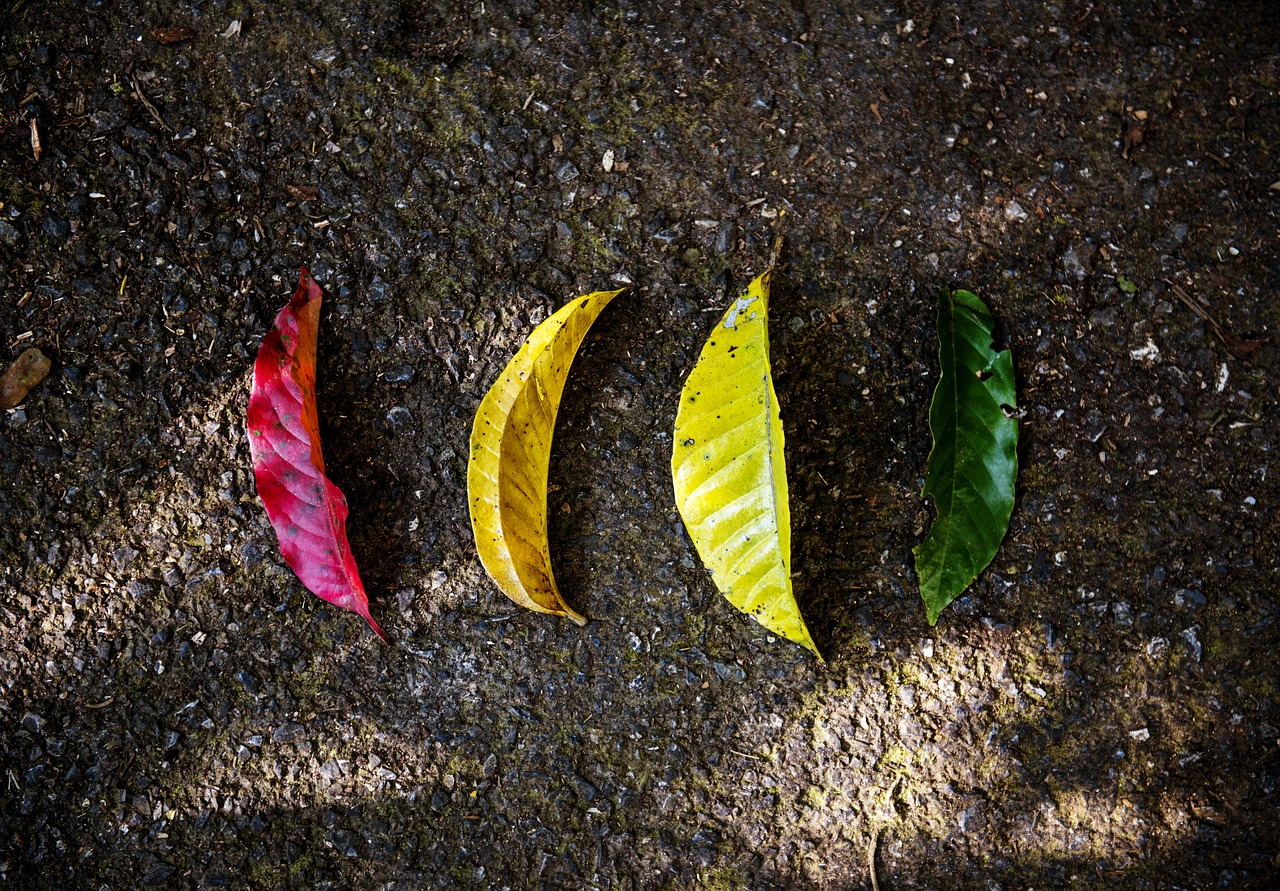 Four different coloured leaves on the ground