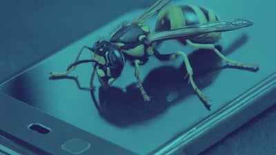 Wasp crawling on a smartphone; blue tint